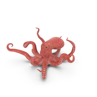Octopus PNG & PSD Images
