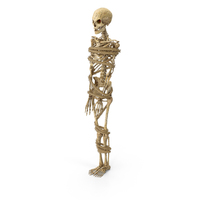Worn Skeleton Tied With A Short Rope PNG & PSD Images