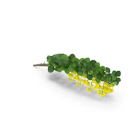 Berberis Branch with Flowers PNG & PSD Images