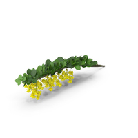 Berberis Branch with Flowers PNG & PSD Images