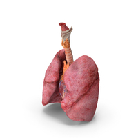 Female Anatomy Lungs and Heart PNG & PSD Images