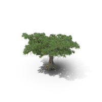 Dragon Tree PNG & PSD Images