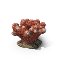 Coral Acropora PNG和PSD图像