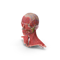 Female Anatomy Head PNG & PSD Images
