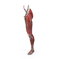 Female Anatomy Left Leg PNG & PSD Images