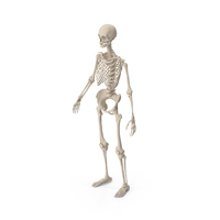 Female Anatomy Skeleton PNG & PSD Images