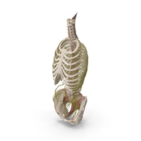 Female Spine Anatomy PNG & PSD Images