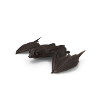 Black Bat PNG & PSD Images