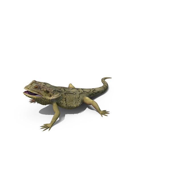 Bearded Dragon PNG & PSD Images