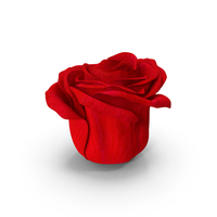 Red Rose Bud PNG & PSD Images