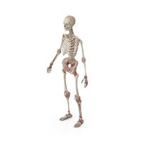 Skeleton with Tissue PNG & PSD Images