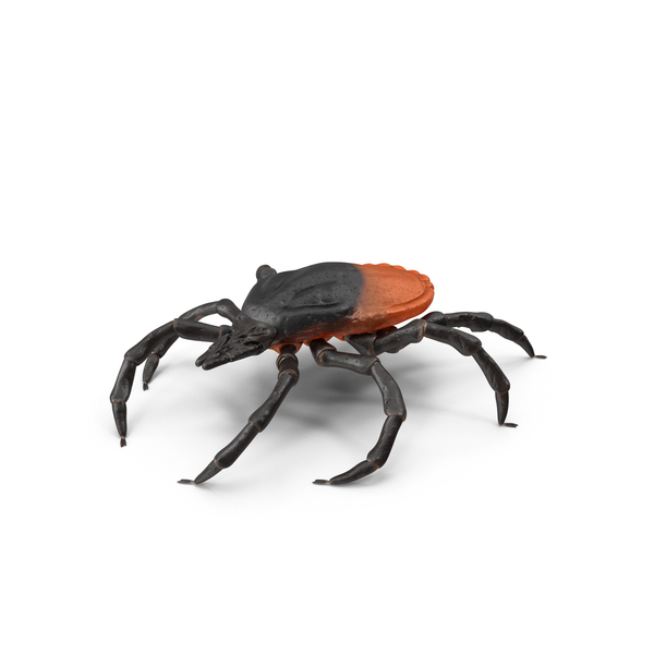 Tick PNG & PSD Images