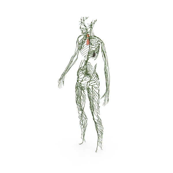 Young Boy Lymphatic System PNG & PSD Images