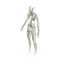 Young Boy Lymphatic System PNG & PSD Images