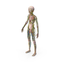 年轻人的身体解剖结构无肌肉PNG和PSD图像