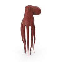 Octopus Swimming PNG & PSD Images