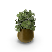 Potted Eucalyptus PNG & PSD Images