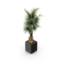 Plants Collection Sabal Minor PNG & PSD Images