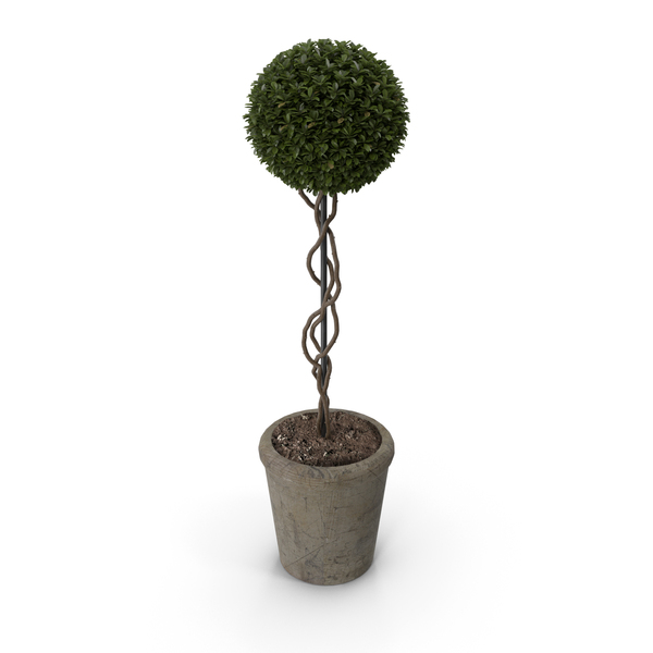 Preserved Boxwood Topiary
