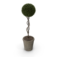 Preserved Boxwood Tree Topiary RH - Indoor Plant 220 PNG & PSD Images