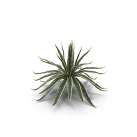 Agave Sansevieira Outdoor Plant Set PNG & PSD Images