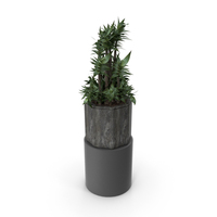 House Plant PNG & PSD Images