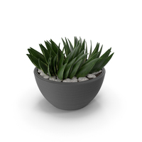 House Plant PNG & PSD Images