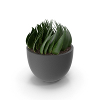 House Plant PNG & PSD Images