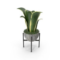 House Plant PNG & PSD Images