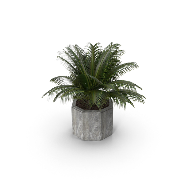 House Plant PNG & PSD Images