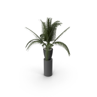 House Plant PNG & PSD Images