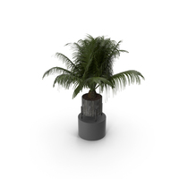 House Plant PNG & PSD Images