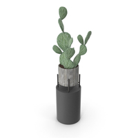 Cactus House Plant PNG & PSD Images