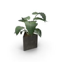Plants Collection PNG & PSD Images