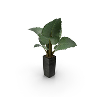 Plant PNG & PSD Images