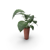 Plants Collection PNG & PSD Images