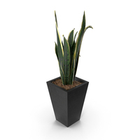 Snake Plant PNG & PSD Images