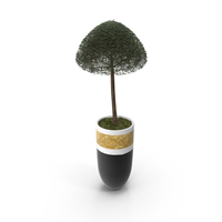 Plant Ligustrum ovalifolium PNG & PSD Images