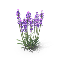 Lavender Flowers PNG & PSD Images