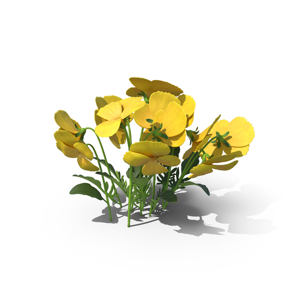 Pansy Flowers PNG & PSD Images