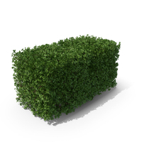 Boxwood Bush Long PNG & PSD Images