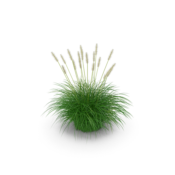 Fountain Grass Bush PNG & PSD Images