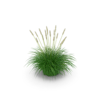 Fountain Grass Bush PNG & PSD Images