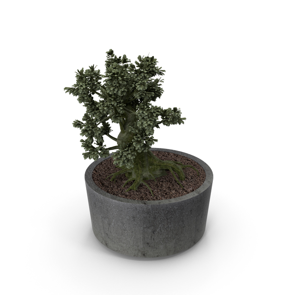 Sageretia Theezans PNG & PSD Images