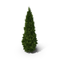 Christmas Tree PNG & PSD Images