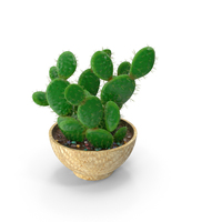 Cactus Angle Wing Multi Pot PNG & PSD Images