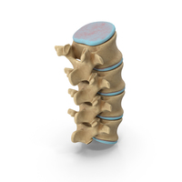 Lumbar Spinal Column Bone PNG & PSD Images
