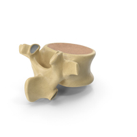 Lumbar Spinal Column Single Bone PNG & PSD Images