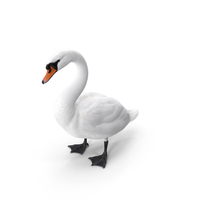 Mute Swan PNG & PSD Images