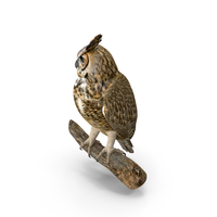 Owl PNG & PSD Images